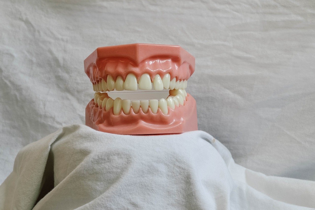 Home teeth, dental, dental model, mouth, model, dental training tool, dentist, bite, dentistry, molar, dental, dental, dental, dental, dental, dentist, dentist, dentistry, dentistry